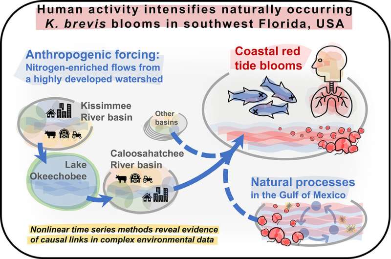 Human activity ‘helped fuel’ red tide events, new study reveals