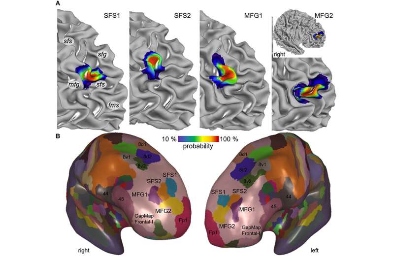 Human Brain Project researchers map four new brain areas involved in many cognitive processes