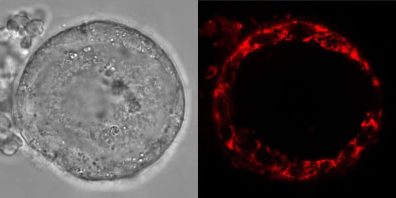 Human eggs remain healthy for decades by putting 'batteries on standby mode'