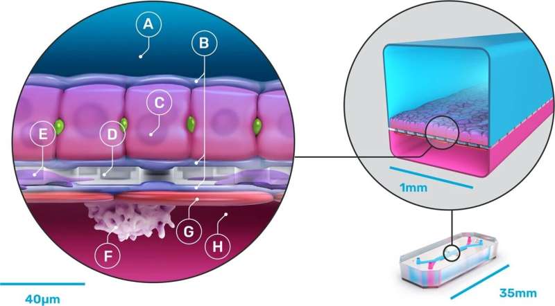 Human liver-chip shows promise for predictive toxicology of proposed pharmaceuticals
