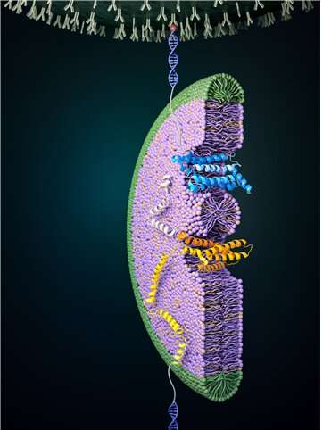 Human membrane proteins strike evolutionary balance