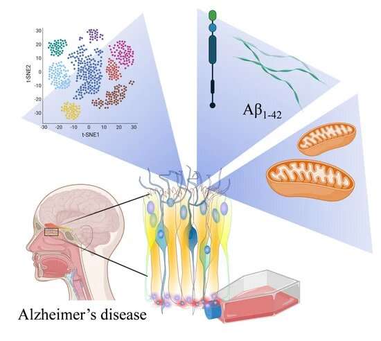 Human olfactory mucosa cell model opens a new perspective on Alzheimer's disease