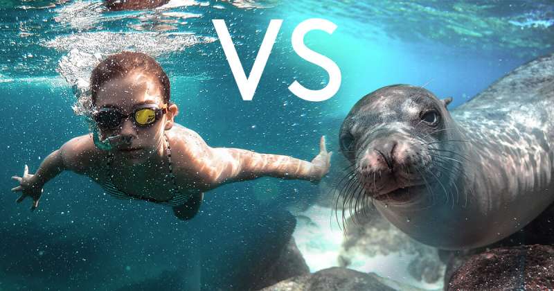 Human or seal? Who has the best underwater hearing?