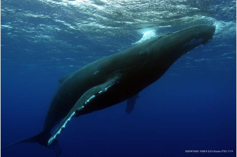 Humpback whales may steer clear of Hawaiʻi due to climate change