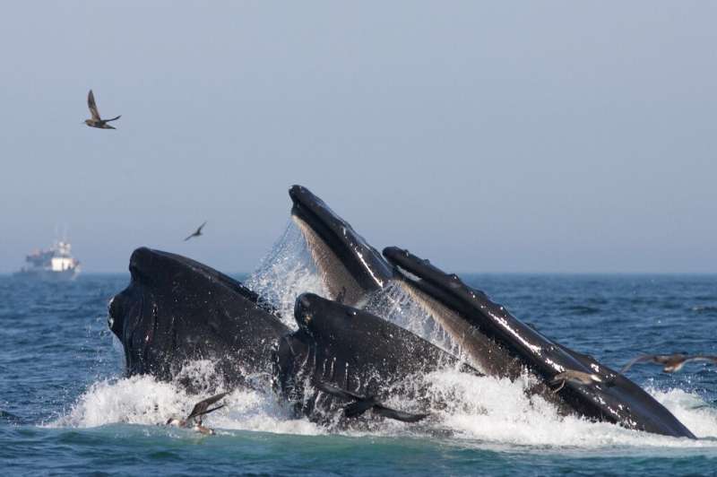 Humpback whales were estimated to eat around four million pieces of microplastics a day
