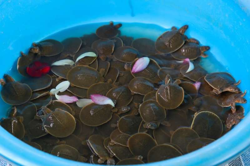 Hundreds of critically endangered baby giant turtles were released into Cambodia's Mekong River to mark World Turtle Day