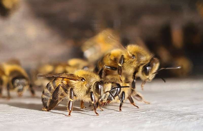 Hundreds of hives have been killed off in Colombia in recent years