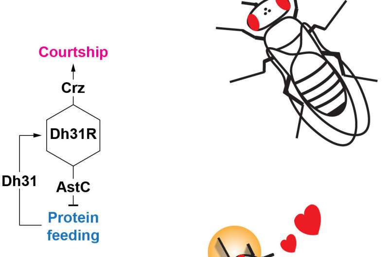 Hungry for love: gut molecule discovered that flips the feeding-to-mating switch