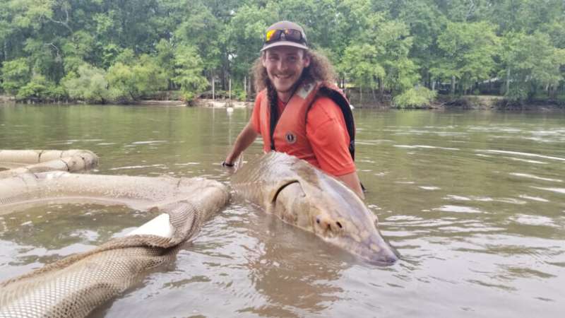 Hurricane's effects killed sturgeon in Apalachicola River