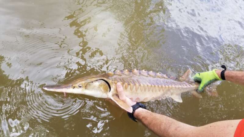 Hurricane's effects killed sturgeon in Apalachicola River