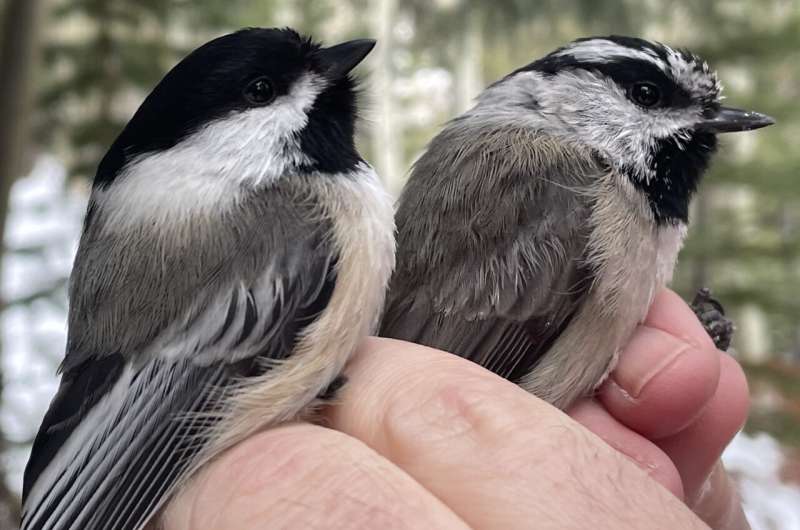 Hybrid songbirds found more often in human-altered environments