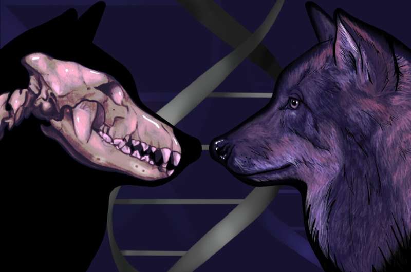 Ice Age wolf DNA reveals dogs trace ancestry to two separate wolf populations
