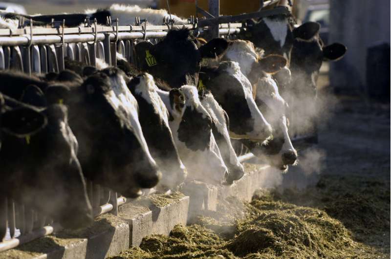 Idaho a step closer to having largest research dairy in US