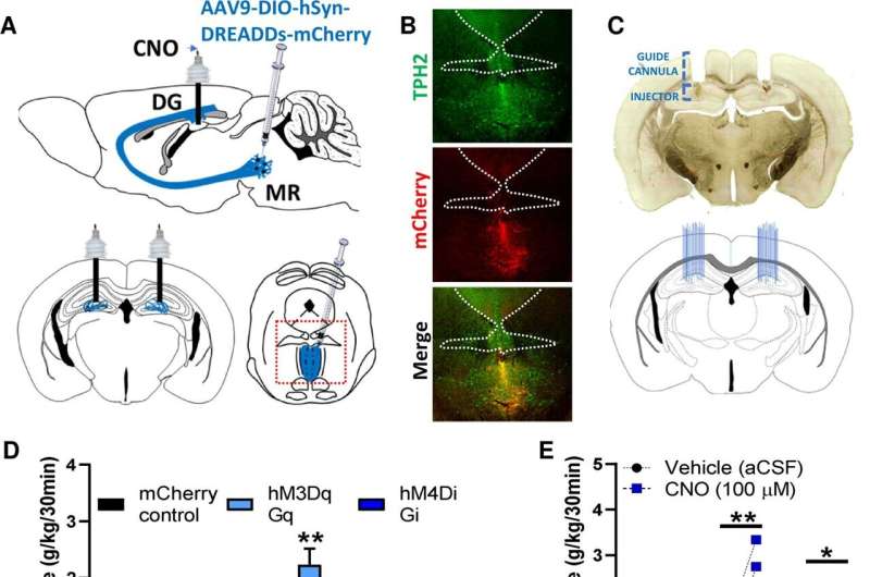 Identification of neural circuit that controls alcohol abuse in mice