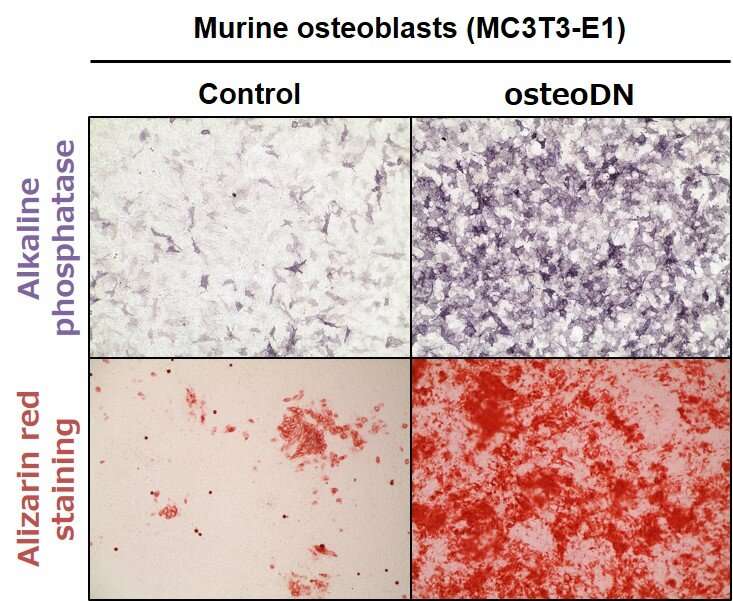 Identification of Osteogenetic Oligodeoxynucleotide that promotes bone differentiation
