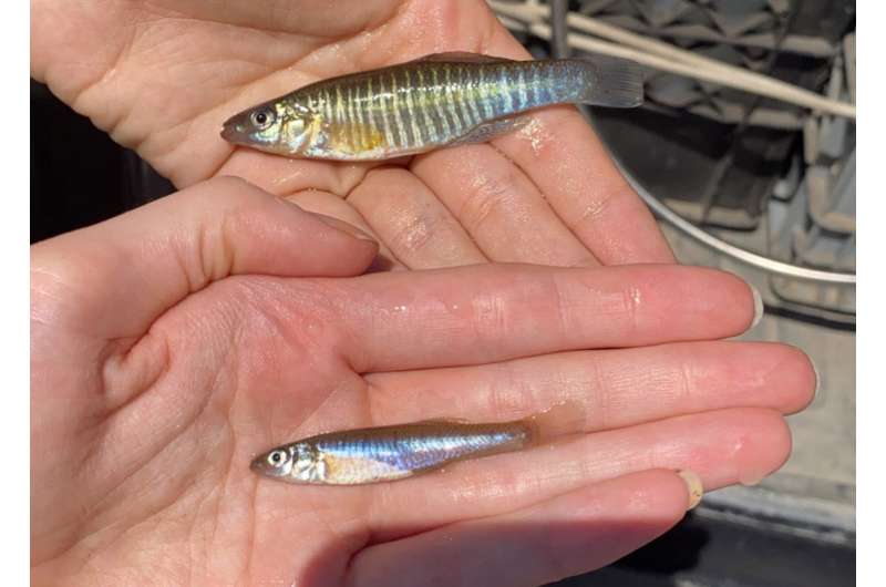 Illinois report says native fish overlooked as invaders in U.S. waters