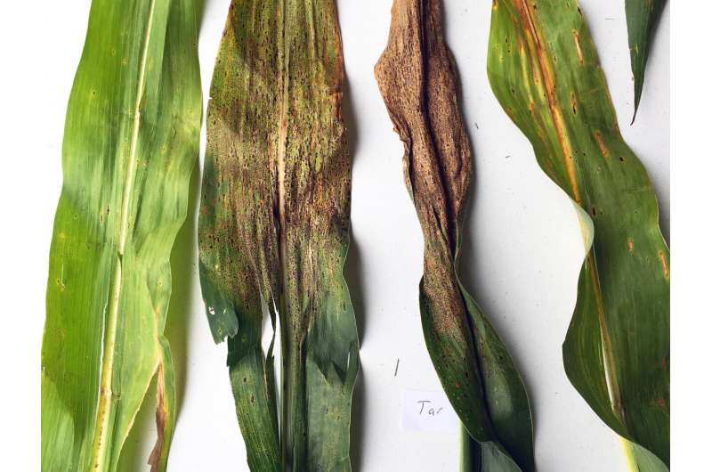Illinois researchers find exotic sources of resistance to tar spot in corn