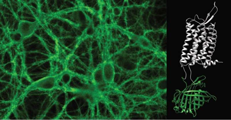 روشن کردن دینامیک مغز در زمان واقعی نوروپپتیدها با حسگر زیستی فلورسنت