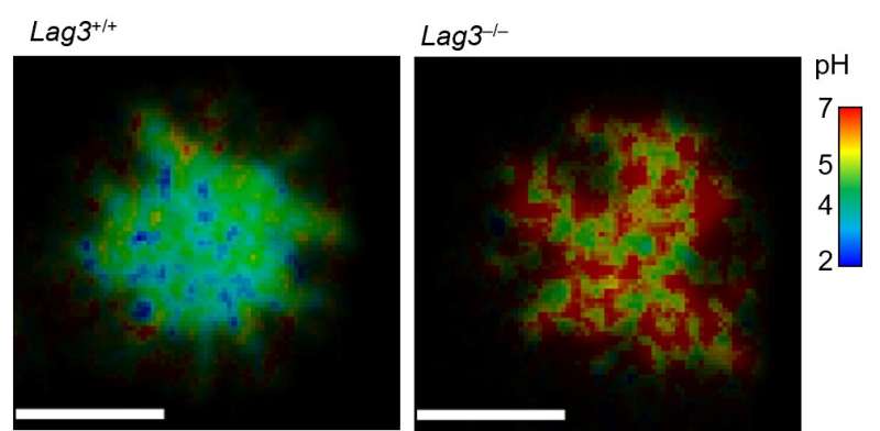 Illumination of immune checkpoint LAG3 'black box' could yield new cancer and autoimmune therapies