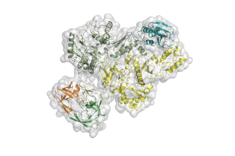 Imaging solves mystery of how large HIV protein functions to form infectious virus
