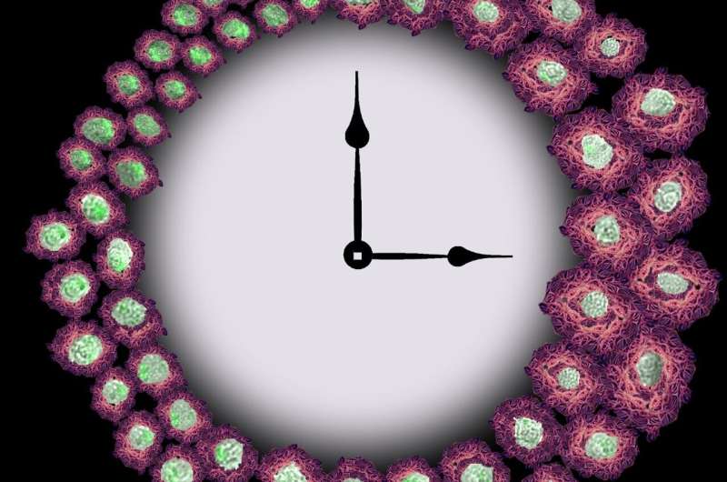 Immune cells that clear away Alzheimer's disease protein are controlled by circadian rhythms
