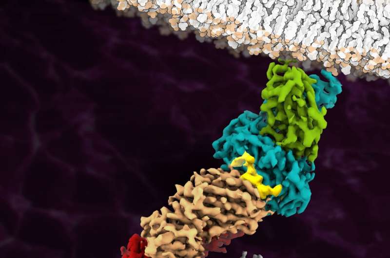 Immune system: First image of antigen-bound T-cell receptor at atomic resolution