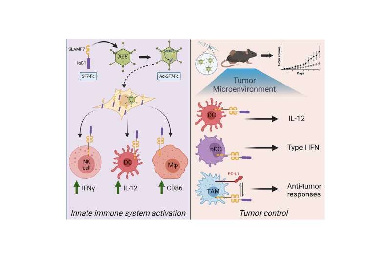 Immunotherapy to shrink treatment-resistant cancer tumors