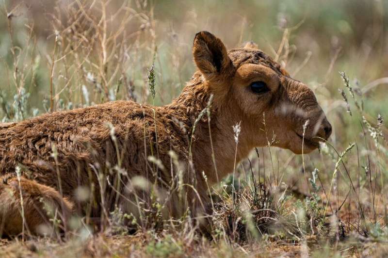 In 2015, a nasal bacteria wiped out more than half of the world’s Saiga antelope population, but after a recent population boom 