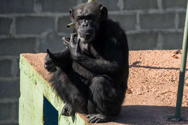 In 2017 a court in Argentina granted this female chimpanzee Cecilia the right not to be imprisoned without trial, under habeas c