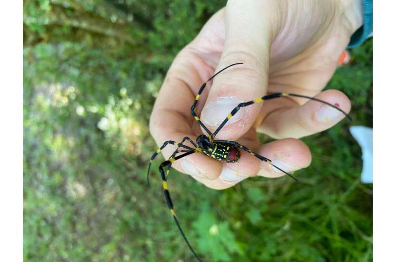 En unos pocos años, las telarañas doradas de la araña Joro, que tienden a construir a la altura de la cabeza, se han convertido en algo común en todo el mundo.
