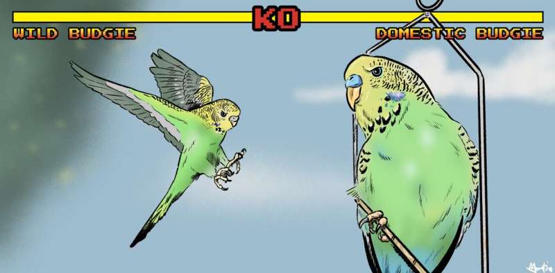 In a fight between a wild and a domestic budgie, whose feathers would fly?