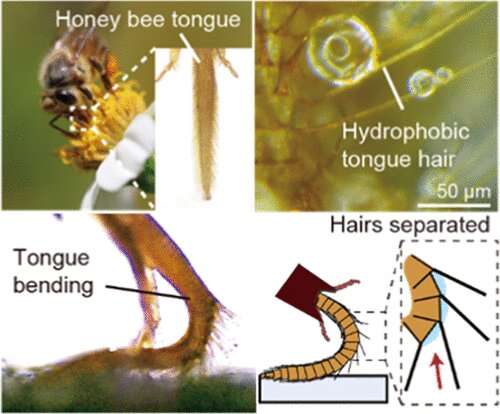 In a surprise move, honeybee tongue hairs repel water