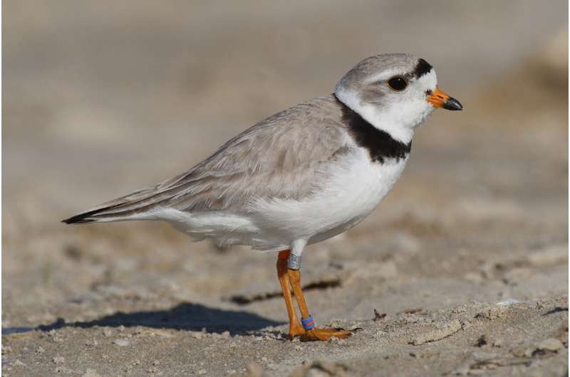 In a win for endangered piping plovers like Chicago’s Monty and Rose, the Great Lakes has record breeding season