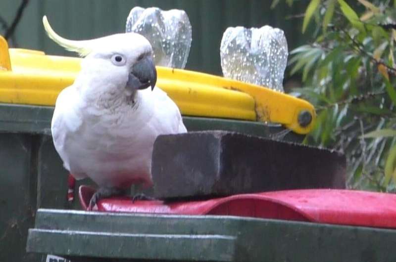 Bin-opening cockatoos enter ‘arms race’ with humans
