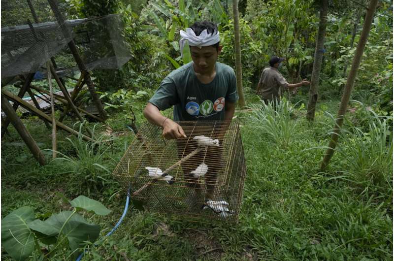 In Bali, bird sellers help endangered mynah make a comeback