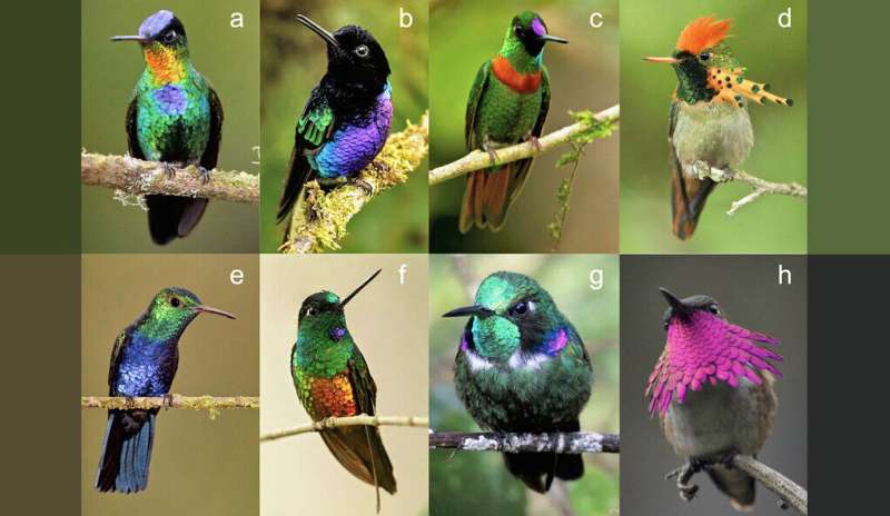 In colorful avian world, hummingbirds rule