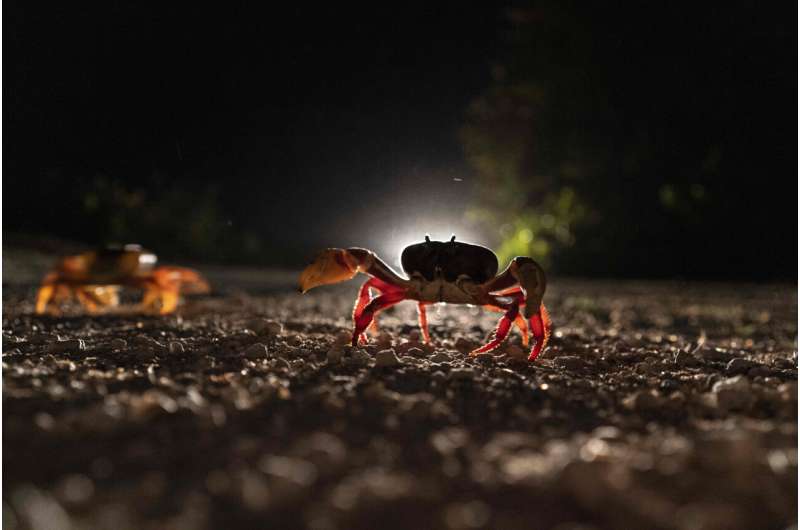 In Cuba, crabs are beginning to migrate dangerously to the Bay of Pigs