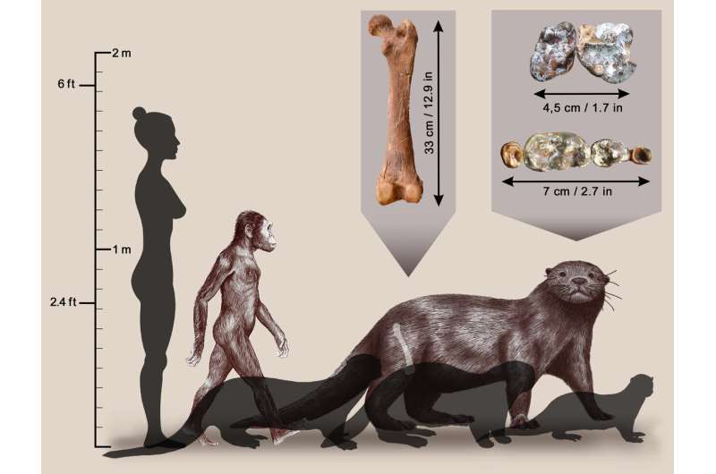 In Ethiopia, a fossil otter the size of a lion