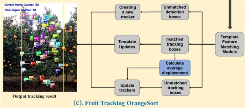 In-field citrus fruit detection and tracking based on deep learning