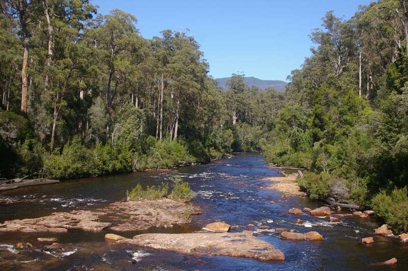 In heat wave conditions, Tasmania's tall eucalyptus forests no longer absorb carbon