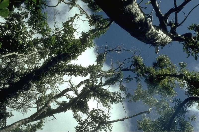 En Jamaica, los árboles nativos están siendo empujados más arriba en las montañas hacia la extinción.