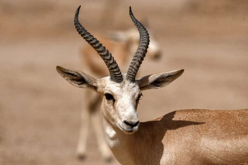 In little over one month, the slender-horned gazelle population at the Sawa reserve in southern Iraq plunged from 148 to 87