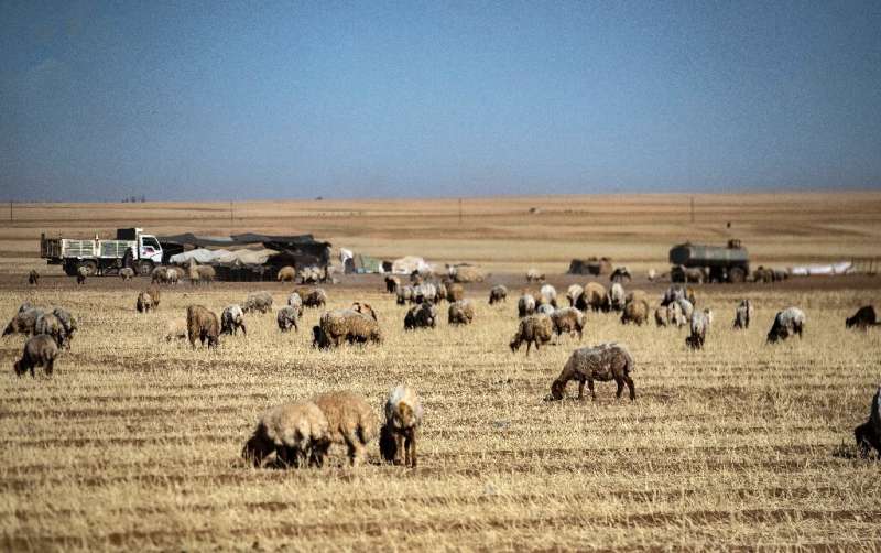 In Syria's once-fertile Hasakeh province, farmers are turning over their withered wheat fields to animals for grazing
