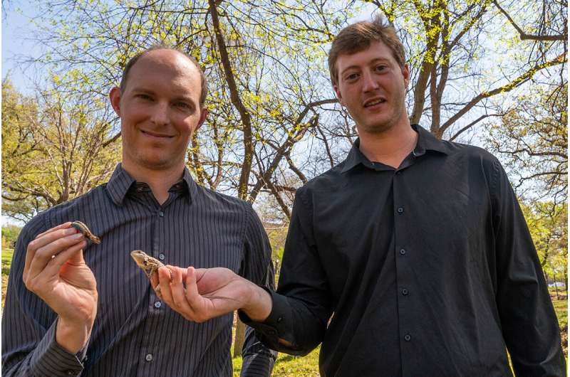 In Texas, two lizards battle for territory