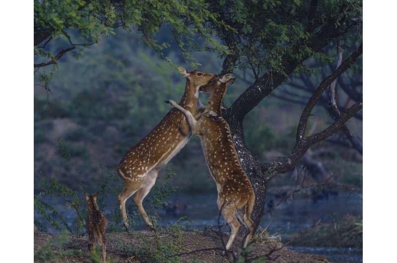 In the animal kingdom, mating calls and pheromones can attract a mate — or a canny predator