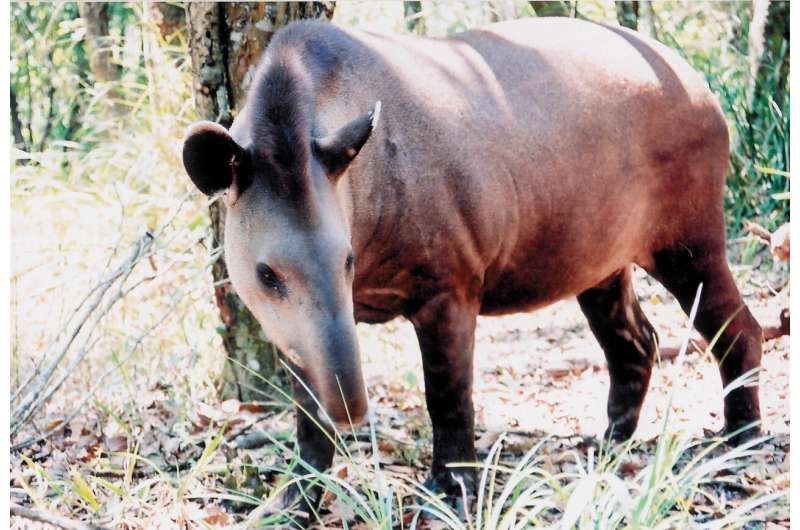 In the Atlantic Forest, the lowland tapir is at risk of extinction