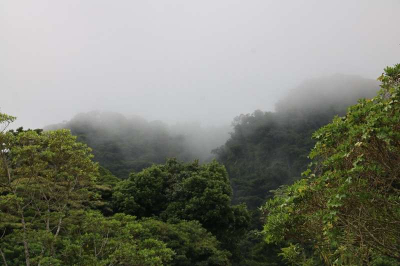 Kosta Rikos debesų miškuose debesys driekiasi virš kalnų keterų
