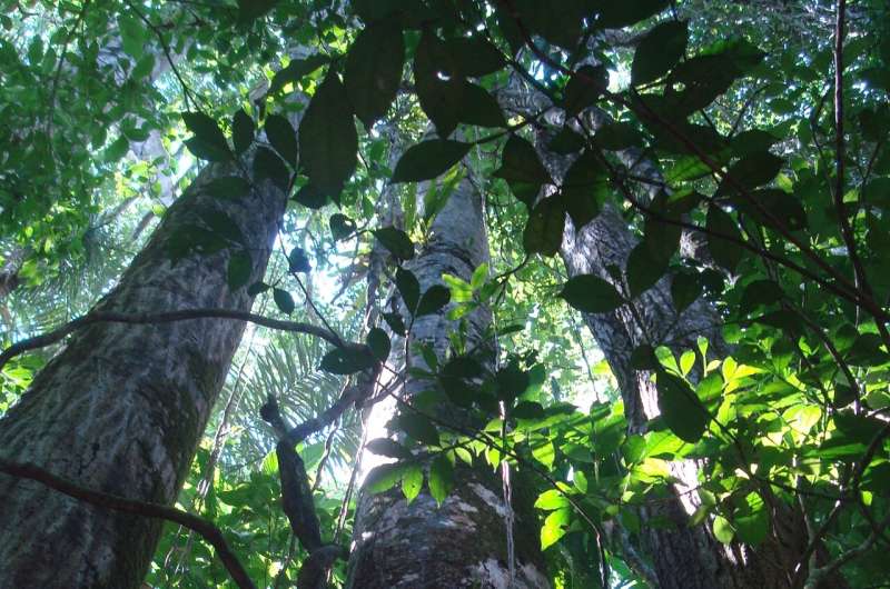 In the tropics, nitrogen-fixing trees take a hit from herbivores