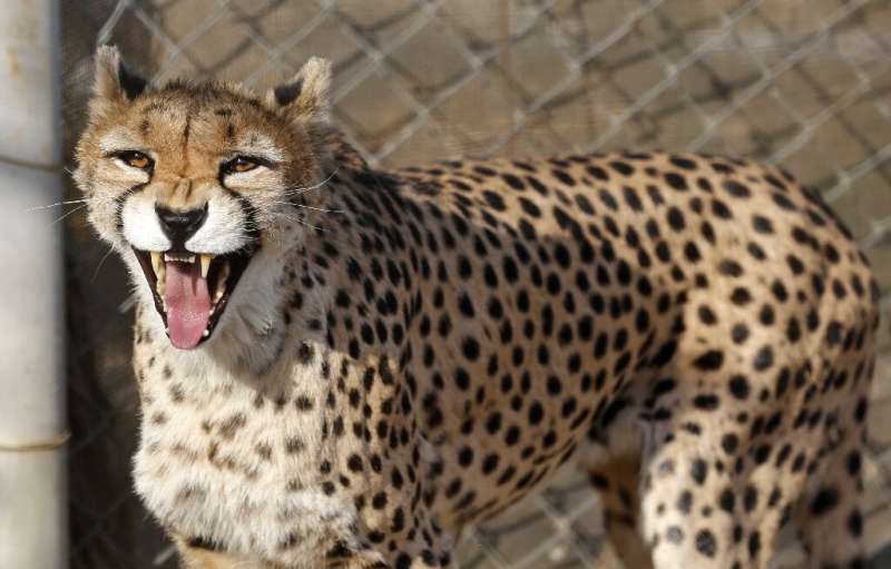 In this file picture taken in October 2017 a  female Asiatic Cheetah named Dalbar snarls at visitors to the Pardisan Park in Teh