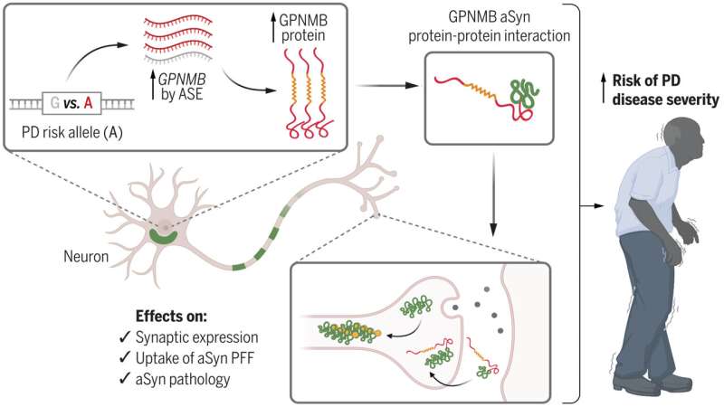 Increased concentrations of GPNMB in blood samples could be biomarker for Parkinson’s disease